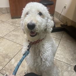 Luna - Double Doodle