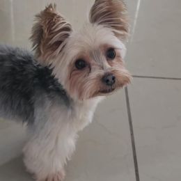 Biewer Terriers, Labrador Retrievers, and Yorkshire Terriers from Granny's yorkshire Terrier Modesto California