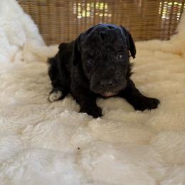 Wednesday - Black female Poodle puppy in Malvern, Arkansas from Sweet as dessert puppies