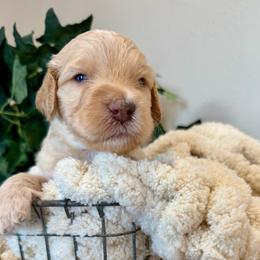 Sunny - Cream male Goldendoodle puppy in Wyandotte, Oklahoma from Goldendoodles of NE OK