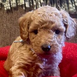 Saffron - Apricot male Goldendoodle puppy in Greenville, South Carolina from Law Doodles of SC