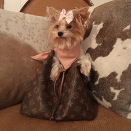 Havanese, Poodles, and Yorkshire Terriers from Ashley Nicole Ranch
