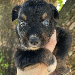 Girl 2 - Black tri-color female Australian Shepherd puppy in Lakeland, Florida from Infinite Aussies