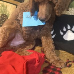 Boy 4 - Brown male Poodle puppy in Detroit, Michigan from Pretty Spoiled Spoos llc
