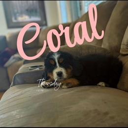 Bernese Mountain Dog Puppies from Hidden Valley Berners