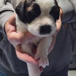 Boy 1 - Brown and white male Saint Bernard puppy in Clover, South Carolina from Sweetest Saints