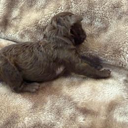 Brown Boy - Brown male Poodle puppy in Oneida, Tennessee from Pippa’s Place Poodles
