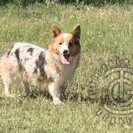Selma - American Corgi