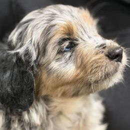 Mocha - Brown merle male Aussiedoodle puppy in Daphne, Alabama from Darling Australians