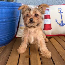 Romeo - Sable male Yorkshire Terrier puppy in Fort Myers, Florida from Katherine’s Yorkies and Poodles