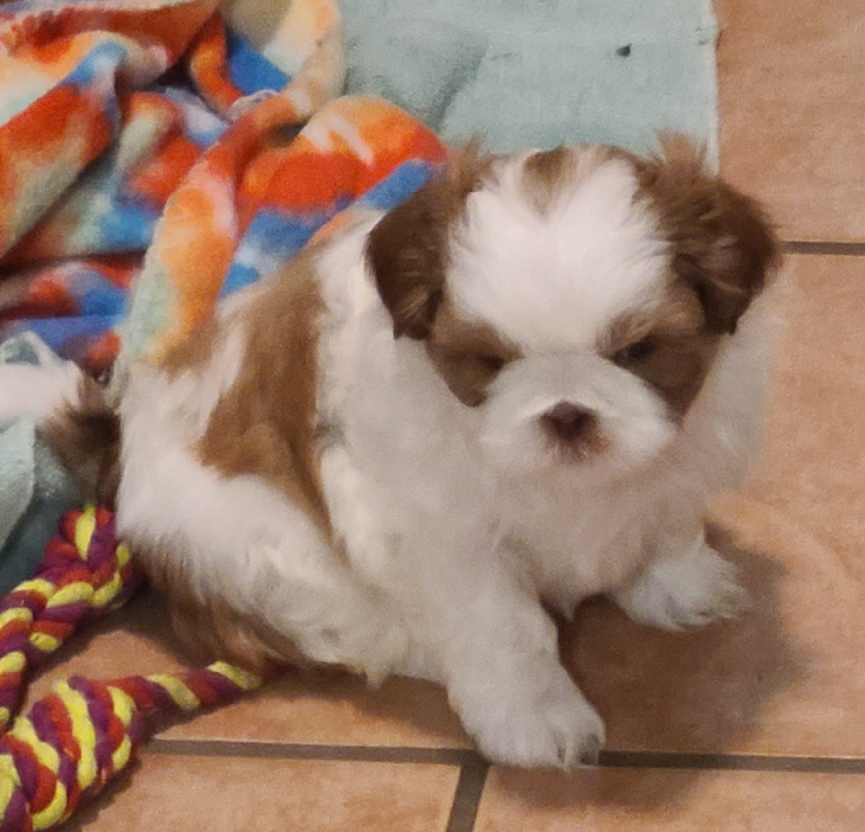 Shih Tzu Puppies from SuLynnes Shih Tzus