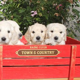 Australian Labradoodles and Goldendoodles from Sharper Doodles