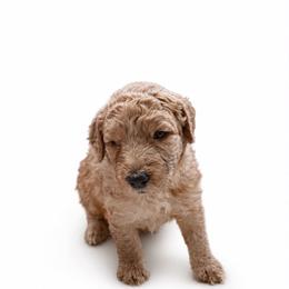 WILLOW - Apricot female Goldendoodle puppy in Independence, Oregon from ANKENY DOODLES