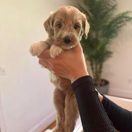 Cherry - Apricot female Goldendoodle puppy in Kenansville, North Carolina from J+A Family Doodles