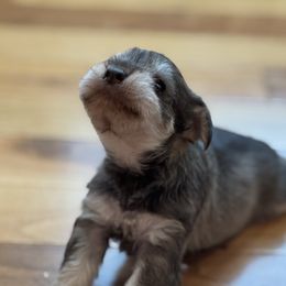 Pippa - Liver female Miniature Schnauzer puppy in Hull, Georgia from Ardent Miniature Schnauzers of Athens