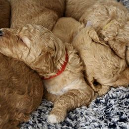 Bernedoodle, Goldendoodle, and Poodle Puppies from Raintree Standard Poodles & Mini Doodles