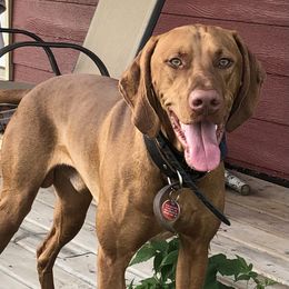 Ready - Vizsla