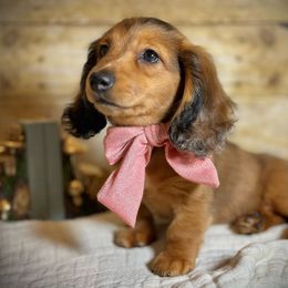 Girl 4 - Dachshund puppy from Jessica Louise Dachshunds