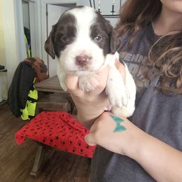 Boy 3 - Liver and white male Brittany puppy in Rhoadesville, Virginia from HOMESCHOOLED BRITTANYS LLC