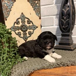 George - Black and white male Shih Tzu puppy in Lexington, North Carolina from SCS Shih Tzus