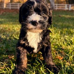 Cocoa - Tri-color female Bernedoodle puppy in Temecula, California from Country Hills Doodles