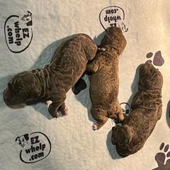 Chesapeake Bay Retriever puppies from Global Waters Chesapeakes