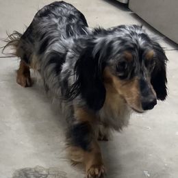 Isabel - Dachshund