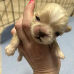 Boy 2 - Cream and white male Shih Tzu puppy in Texarkana, Texas from Buttons and Bows AKC Shih Tzu’s