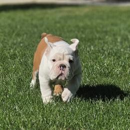 Tillie - Red and white female Bulldog puppy in Noble County, Indiana from River Road Bulldogs