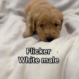 Boy 3 - Golden male Golden Retriever puppy in Salt Lake City, Utah from Soaring golden retrievers