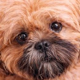 Remy - Shih Tzu