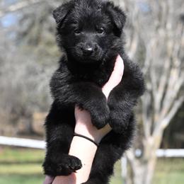 Vixen - Black male German Shepherd puppy in Azle, Texas from Nuckols-Alsup Canines German Shepherds