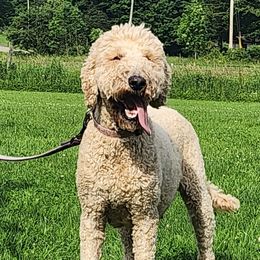 Goldendoodles from ~ Samantha's Goldendoodles ~