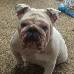 Charleigh  - Bulldog