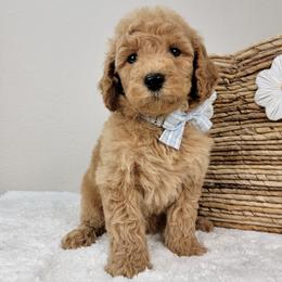 Copper - Apricot male Goldendoodle puppy in Temecula, California from Oodles O'Doodles