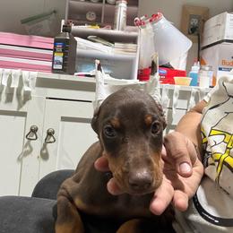 Boy 2 - Red and rust male Doberman Pinscher puppy in Elgin, Texas from New Horizons Kennels