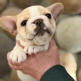 Theodore - Cream male French Bulldog puppy in New Hampton, New Hampshire from Kismet French Bulldogs