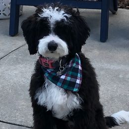 Bernedoodle Puppies from Star of the Sea Doodles