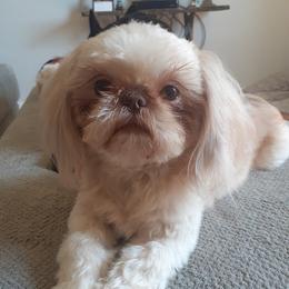 Ava - Shih Tzu