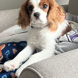 Cavalier King Charles Spaniel Puppies from Christina’s Cavaliers