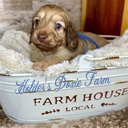 Wrigley-2200 - Cream male Dachshund puppy in Atwood, Oklahoma from Holder’s Doxie Farm