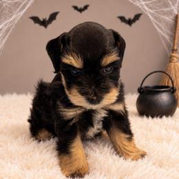 Beaux.  5 weeks - Black and silver male Miniature Schnauzer puppy in Lumberton, Texas from 1 Smart Choice Schnauzers Babies