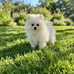 Charming 3500 - Cream male Pomeranian puppy in Bonita Springs, Florida from 🤎 Dreaming Puppies 🐶