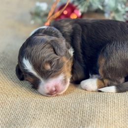 Orange - Tri-color male Bernedoodle puppy in Hesperia, Michigan from Red Acres Poodles & Doodles