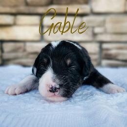 Gable - The Heartthrob - Black tri-color male Australian Shepherd puppy in Pittsville, Wisconsin from Match Dot Pup
