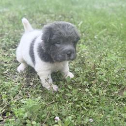 Blaire - Blue dilute female Chinese Shar-Pei puppy in Lehigh Acres, Florida from Florida Wrinkles