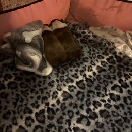 Boston Terrier Puppies from Big Bang Bostons