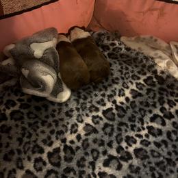 Boston Terrier Puppies from Big Bang Bostons