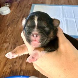 Girl 1 - Black and tan female Shih Tzu puppy in Stroud, Oklahoma from Laik’s Little Shihtz & Poms