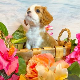 Cavalier King Charles Spaniel Puppies from Faybelle's Cavaliers